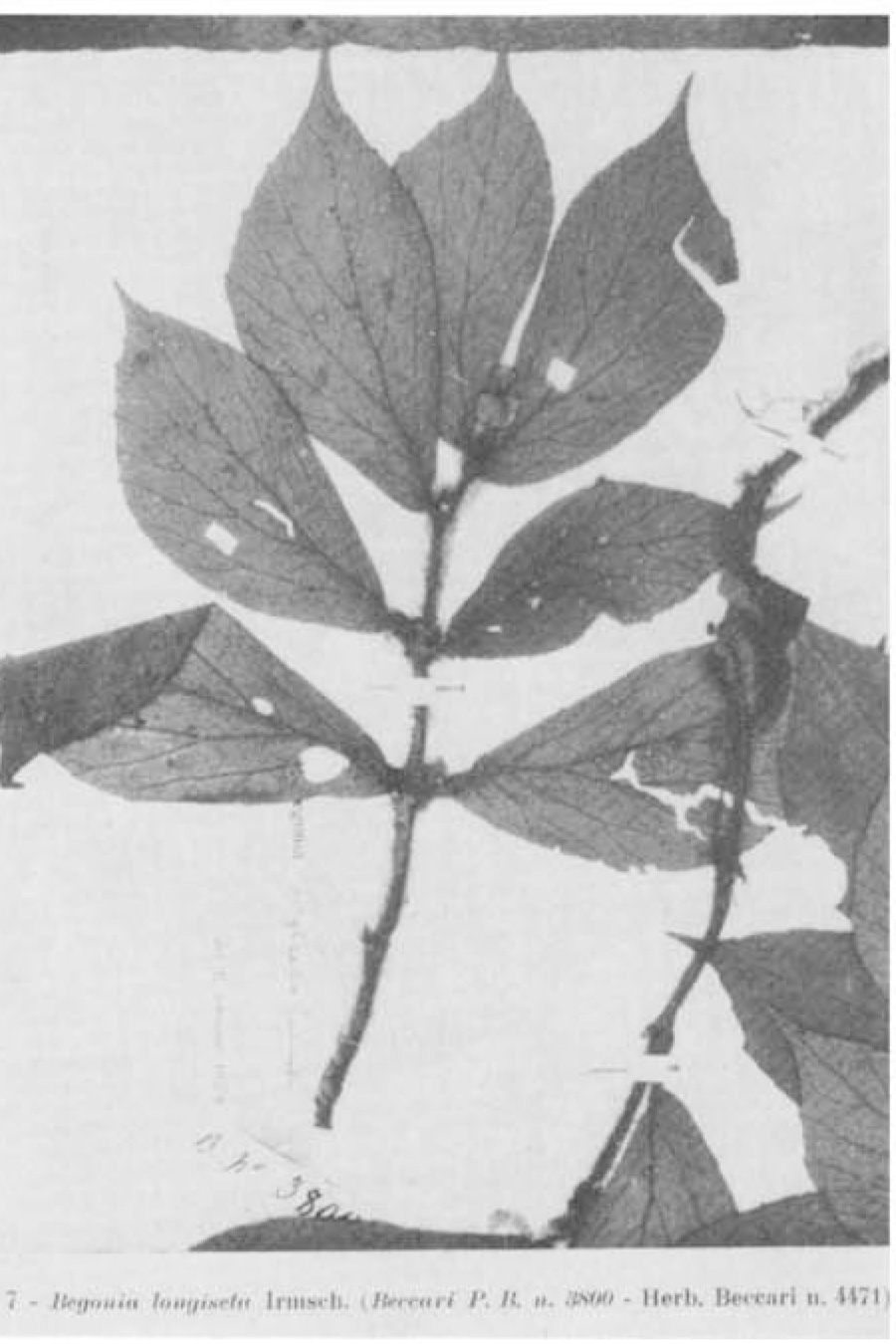 B. longiseta